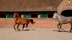 Звуки домашних животных для детей Как говорят животные корова лошадь свинья овца