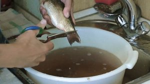 Как быстро и аккуратно почистить карася.