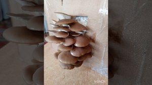 We grow oyster mushrooms at home.Part 2. #mushrooms at home #oystermushrooms Выращиваем вёшенки
