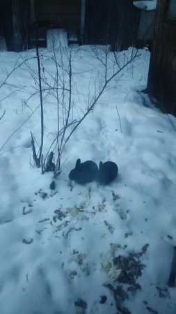 самовыгул кролики