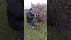 Уничтожаю почковый клещ на смородине...