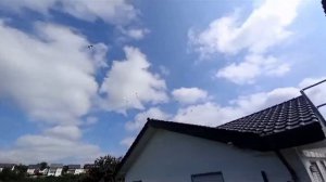 Редкие черноносые Голуби с видеообзором Лёта. Голубевод Сергей Петерс