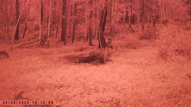 ДИКИЕ ЖИВОТНЫЕ смотреть онлайн