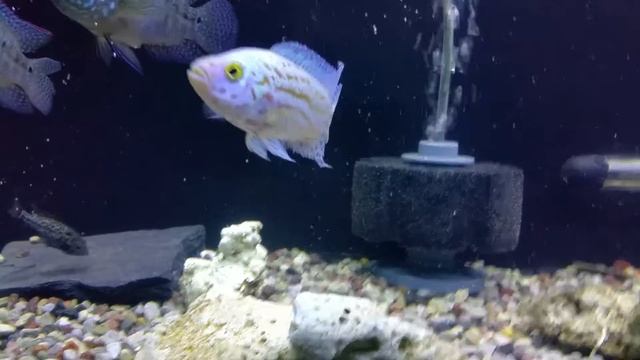 Platinum Jack Dempsey смотреть онлайн