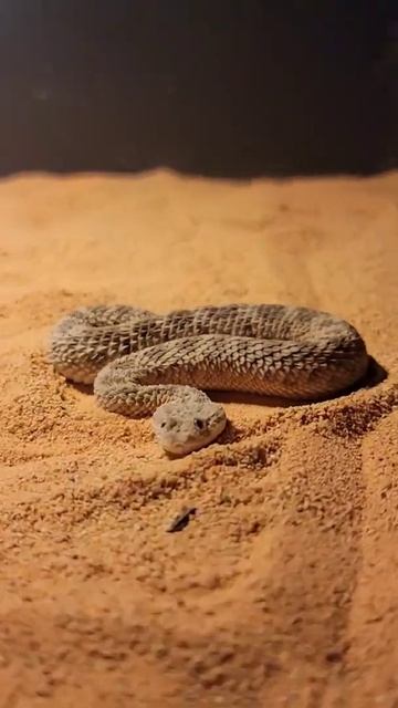 Crazy sand viper! The way he moves! #venomoussnakes #reptiles #zookeeper #viper #snek #adder #pets