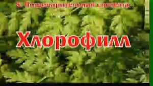 Ботва моркови полезна!