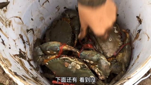 红树林赶海遍地都是老青蟹，阿梅忙都忙不过来，这样的赶海太过瘾啦！【海村小梅官方頻道】 смотреть онлайн