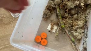 БЕЛКОВЫЕ ПОДКОРМКИ ДЛЯ УЛИТОК 😃 КОРМЛЕНИЕ УЛИТОК 🐌