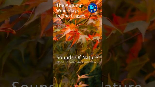 The Autumn Wind In The Leaves  #noisetosleep #windnoise #autumnsounds  #soundsofnature #autumnleave