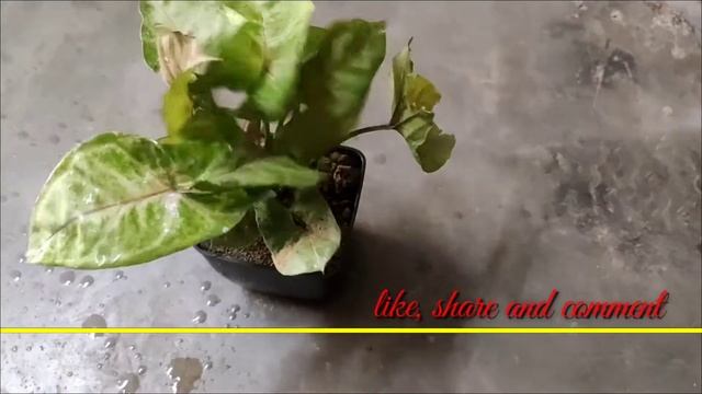 छोटे गमले में पौधा कैसे लगाएं। | how to set plant in small pot| syngonium plant|#anmolprakriti