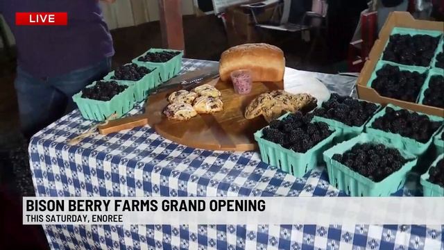 Bison Berry Farms holding grand opening for community with U-Pick blackberries смотреть онлайн