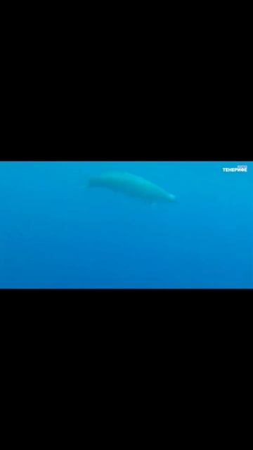 Только взгляните!Это редчайший саблезубый кит-дельфин! #факты #shortsvideo #viralvideos смотреть онлайн