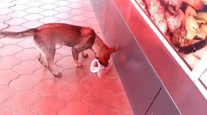 #энем #офигела #собака не кушает сосиски 🤔 #магнит 14 08 2022