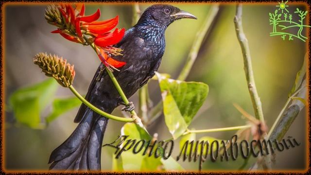 Голоса птиц Как поет #Дронго лирохвостый (Dicrurus hottentottus) смотреть онлайн