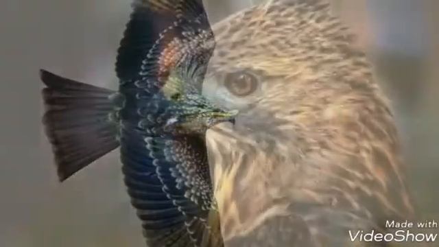 Где ты где ты сокол мой ясный?🐦 смотреть онлайн