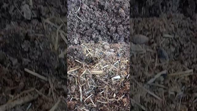 500 минг сум га кизил калифорния  чувалчанг оласиз даромадини курасиз тел:995791662 смотреть онлайн