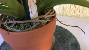 Angraecum Eburnum x self orchid