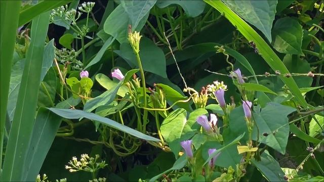 7 Aiea morning glory / Ipomoea triloba / Kangkung bulu / Little bell / 3 lobed MG #ipomoeatriloba