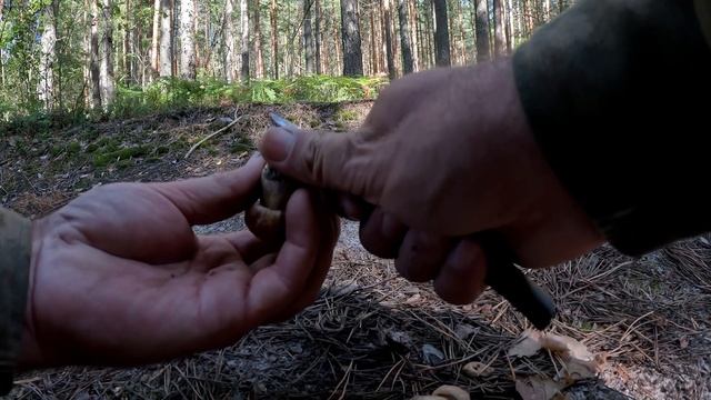 Невероятный сбор белых грибов вдоль лесной дороги. Красивый хвойный лес и лучшие находки смотреть онлайн