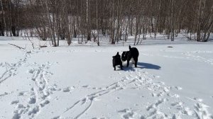 Французские бульдоги