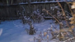 Закидали снегом яблоньки.