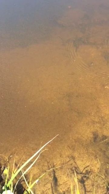 Чем мы кормим австралийского красноклешневого рака в пруду? смотреть онлайн