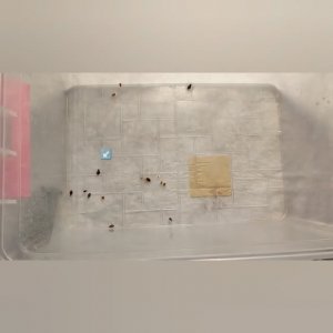 Средство 3 дв убил всех клопов за 15 минут