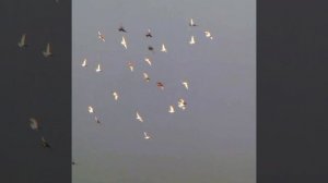 Голуби кружатся и снижаются