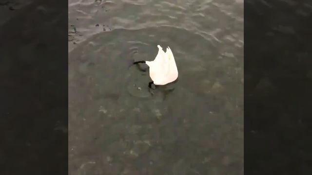 Почему лебеди ныряют под воду? смотреть онлайн