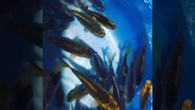 Распродажа Карп кои малек нерест 2020г смотреть онлайн