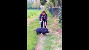 ПЕСНЯ ПРО КАБАНА