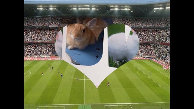 Слайд-шоу кролик Пус 🐰❤️ смотреть онлайн