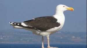 КРИКИ ЧАЙКИ