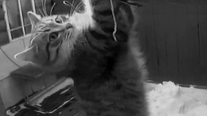 Кот пытается не сорваться с крыши