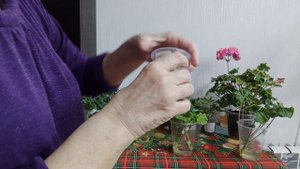 Корни за 5 дней, только не у всех сортов