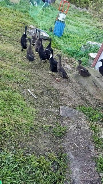 все на прогулку!👍😊 индийский бегунок ❤️ Everyone go for a walk!👍😊 Indian runner смотреть онлайн