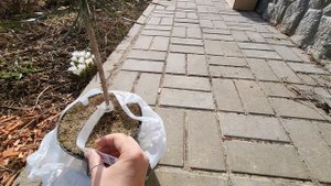 Сосна тунберга Оги. Распаковка. pinus thunbergii Ogi. Садовый дневник 28.03.24