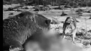 Волки волчица любовь #преданость