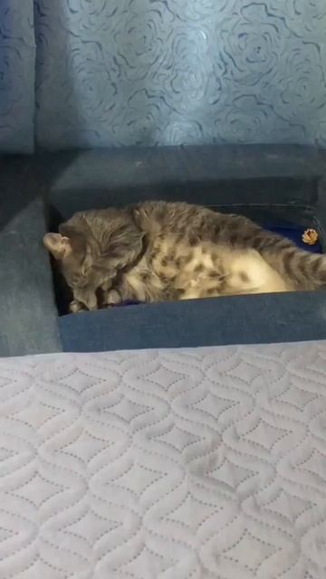 🐾 Диванчик 🛋️