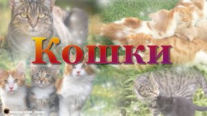 С днём кошек!