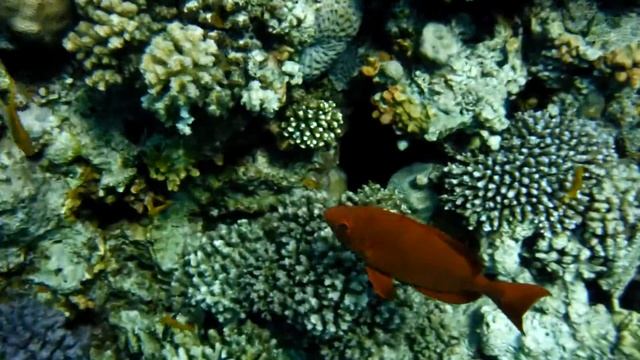 Бычеглаз хамрур смотреть онлайн