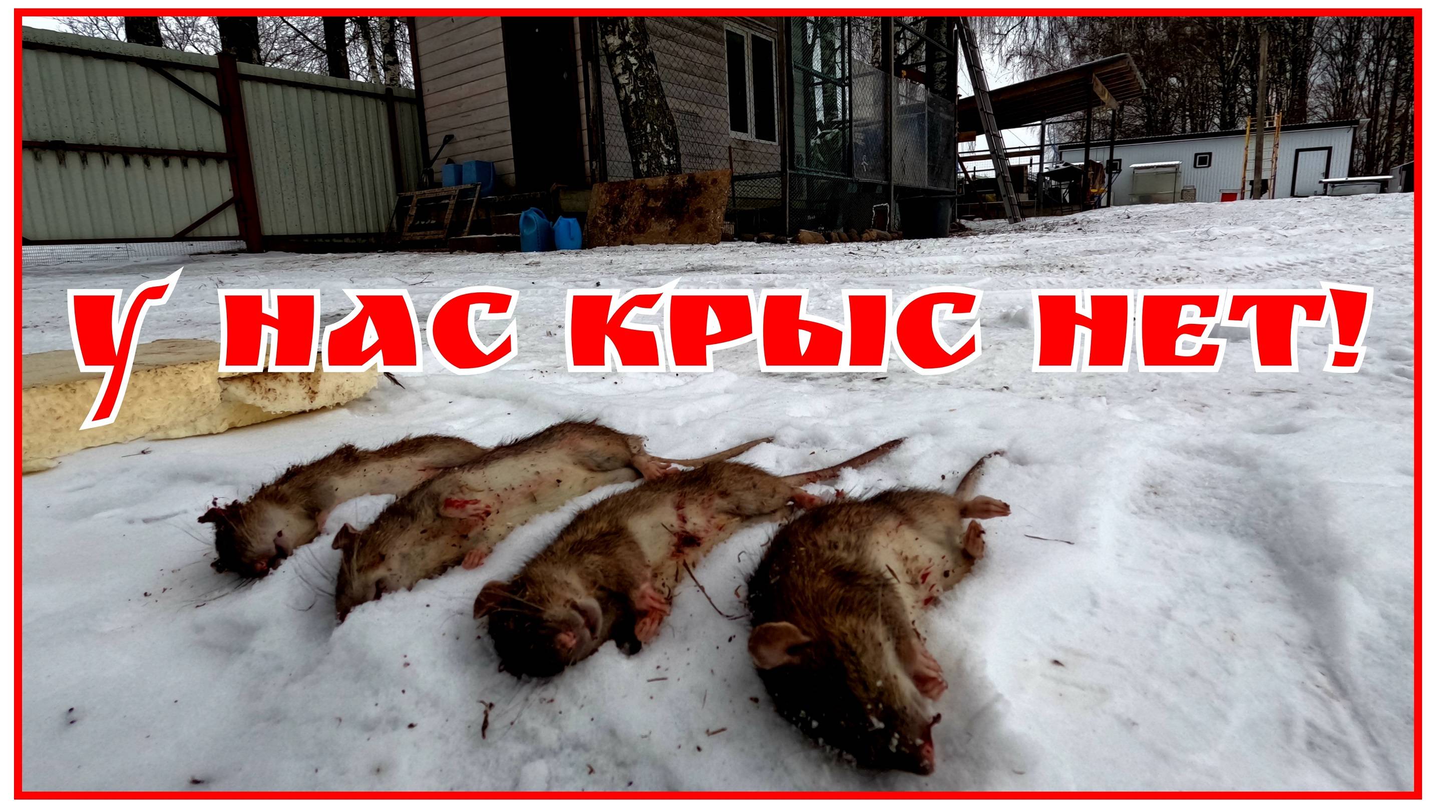 Крысы в курятнике! Как мы избавились от крыс