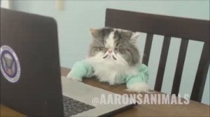 Приключения кота Майкла.  Смешные кошки.