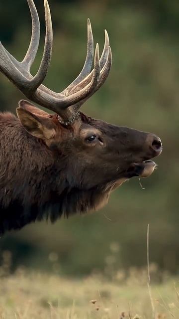 Elk bugling during the rut season смотреть онлайн