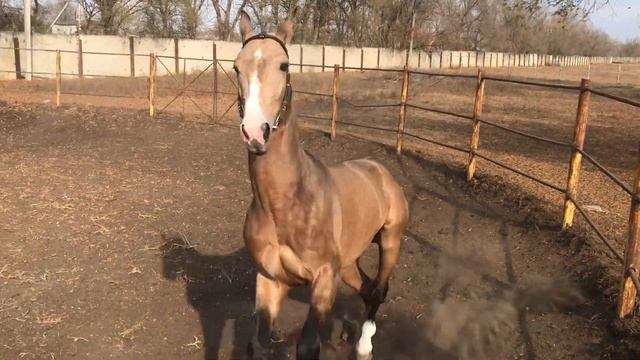 Орхон 2020 г.р.(Дорсакар - Овганкала), ахалтекинская чистокровная порода. смотреть онлайн