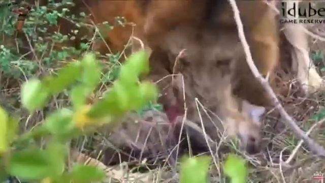 Гиена стала обедом Львов смотреть онлайн