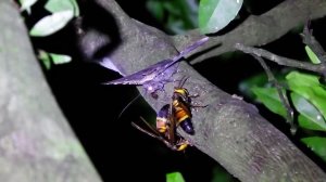 黃紋大胡蜂 Vespa soror