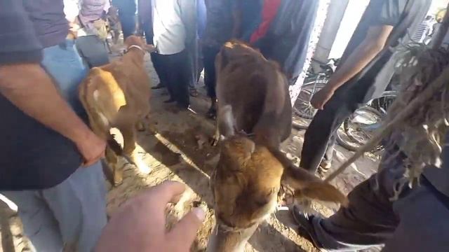 Молбозори Вахш нархои Говои Ширдор ГУНОЧИН Букача Гуночинча Гусала КУНЧОРА САБЗИ ОЛУЧА ТАРБУЗ ХАРБУ смотреть онлайн