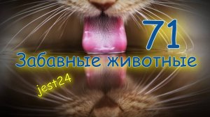 Забавные животные / Подборка видео №71