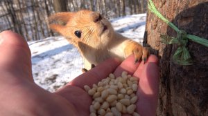 Дятел и две белки. Зарисовка